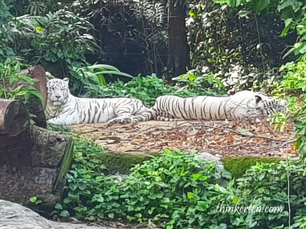 Singapore Zoo White Tigers