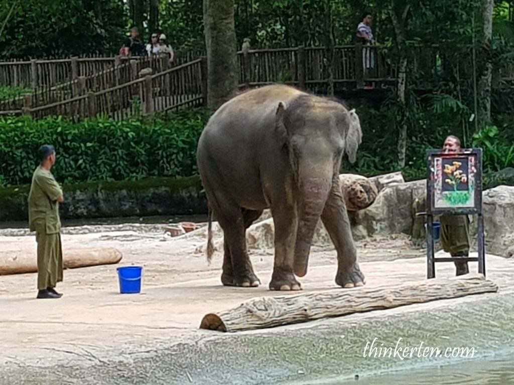 Elephants show Singapore Zoo
