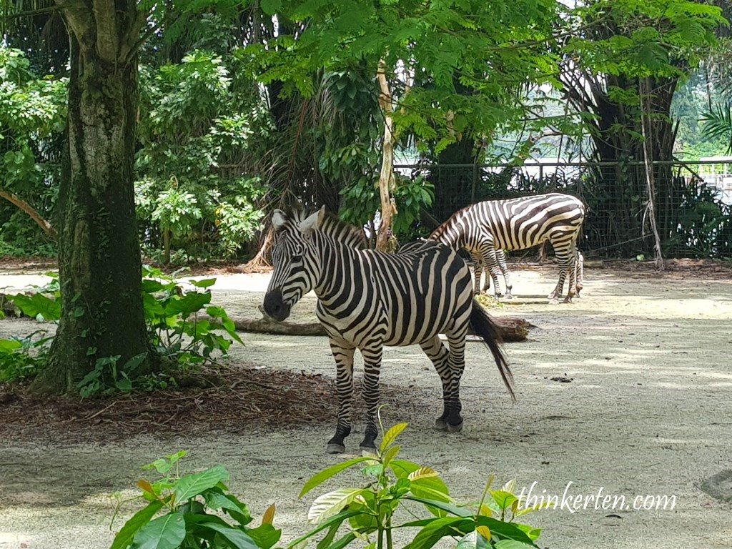  Singapore Zoo -Zebra
