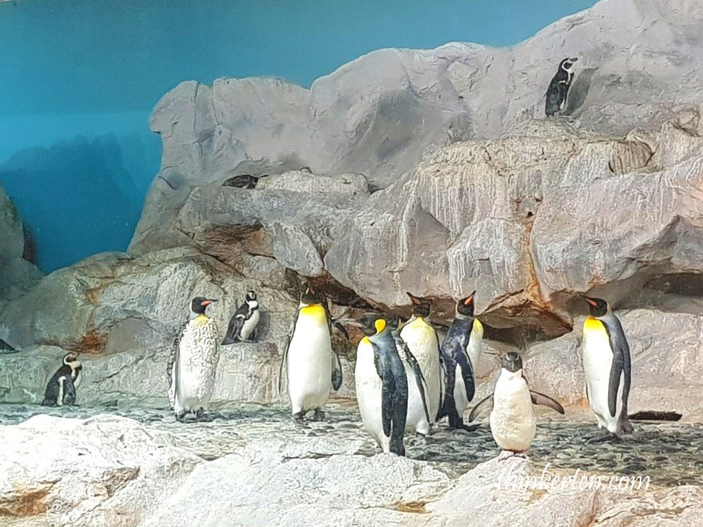Penguin Cove at Singapore Jurong Bird Park