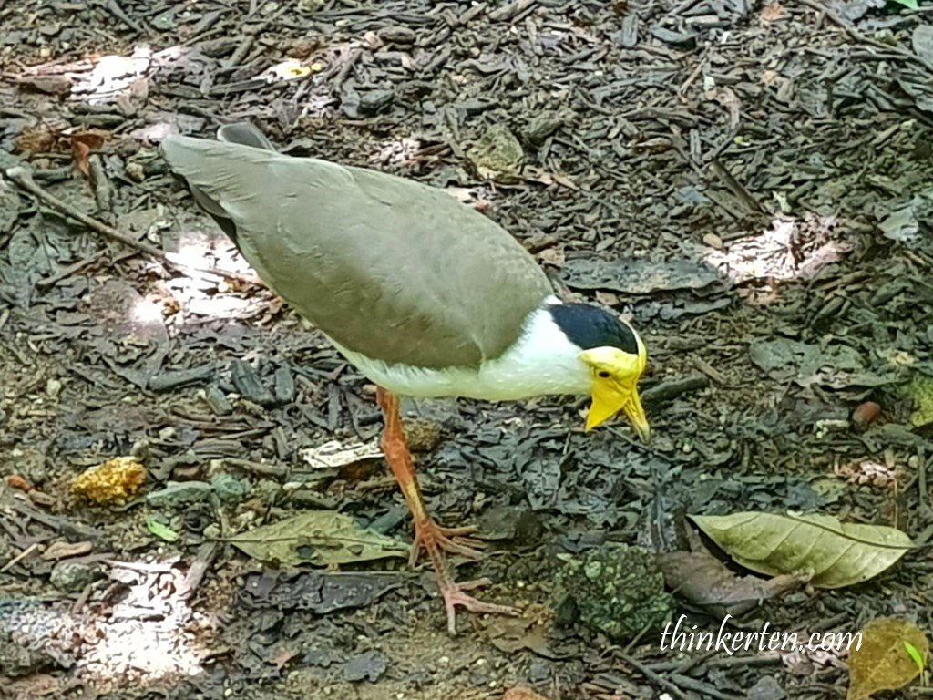  Jurong Bird Park