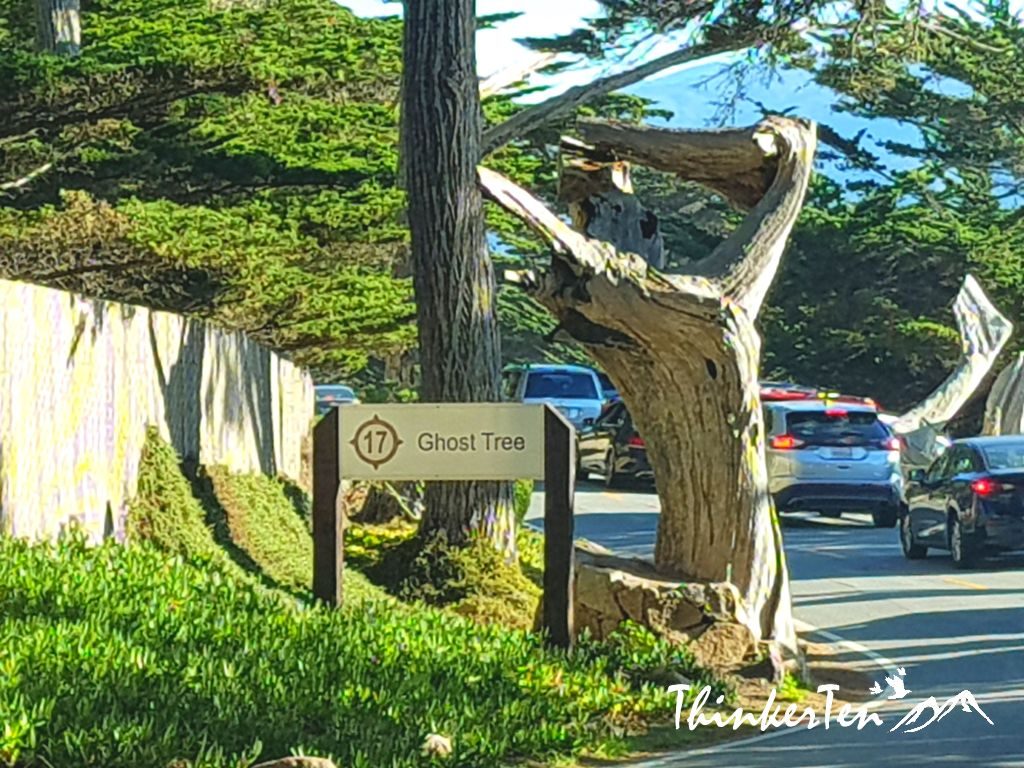 US Road Trip : 17 Miles Drive Monterey