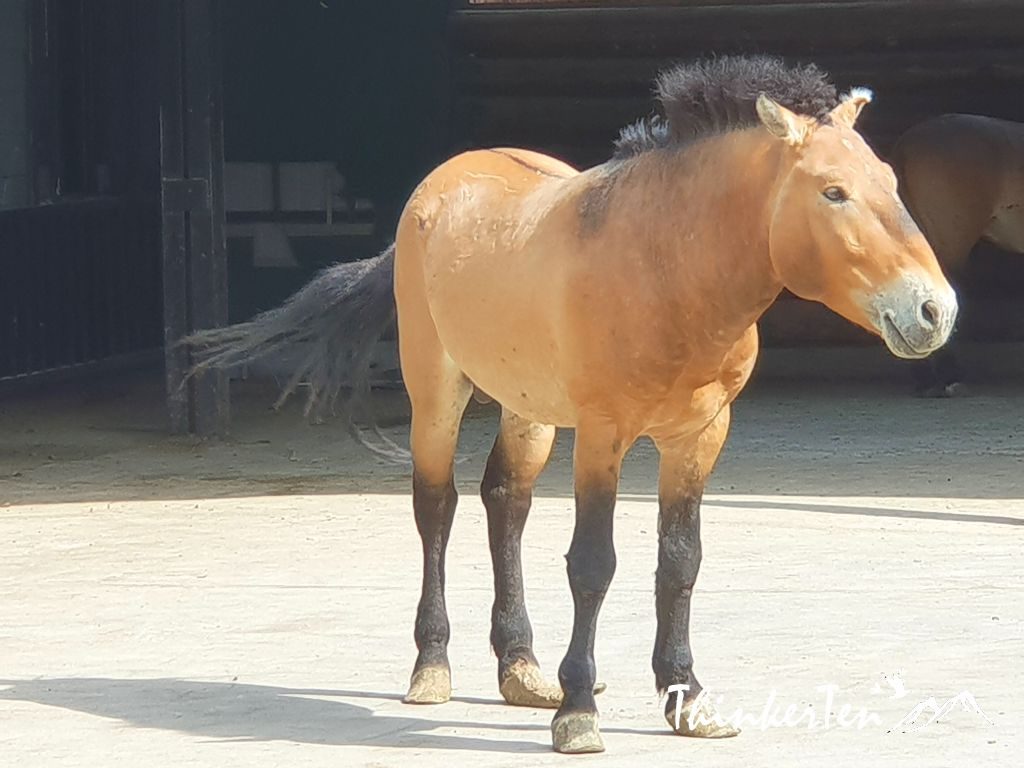 China : Xinjiang Ancient Ecological Park boost Akhal-teke Horse / 汗血宝马