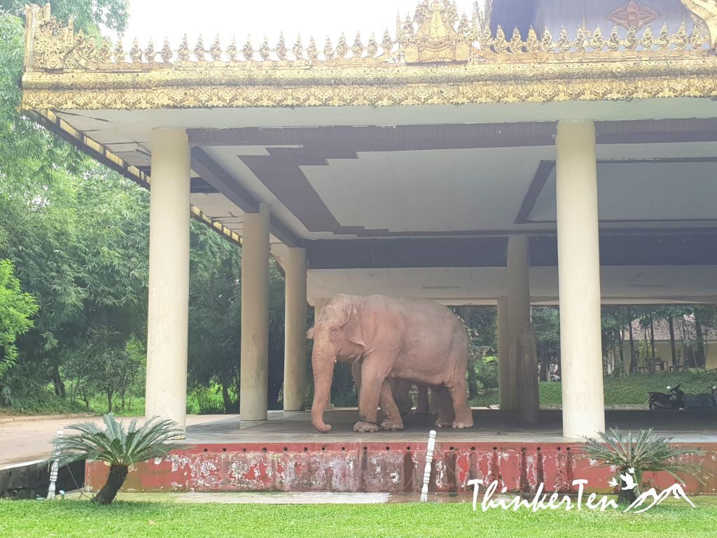 Myanmar : Unexpected Discovery - White Elephant in Hsin Hpyu Daw Park Yangon