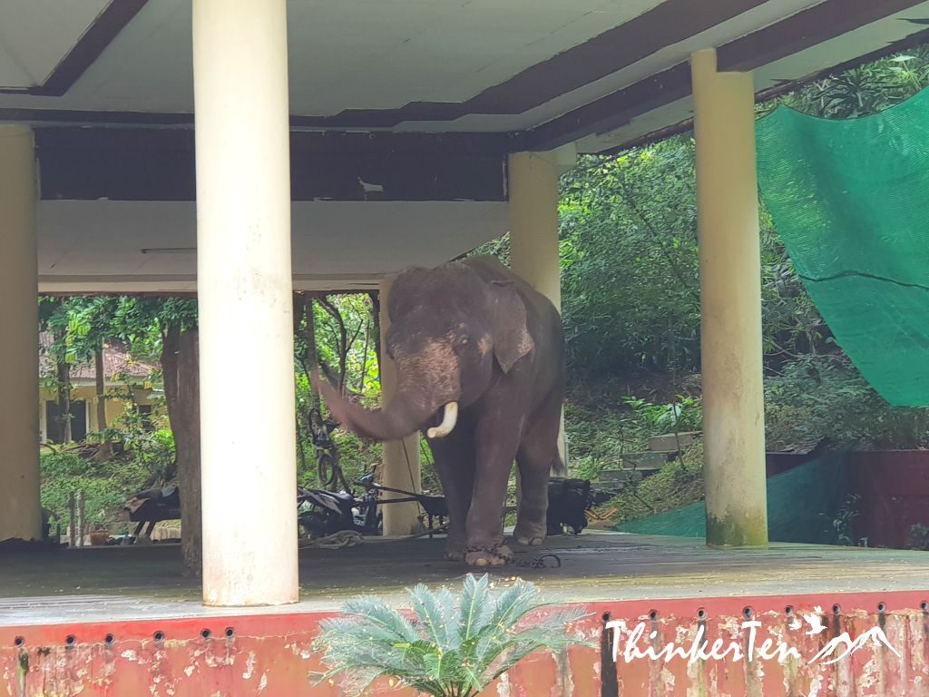 Myanmar : Unexpected Discovery - White Elephant in Hsin Hpyu Daw Park Yangon