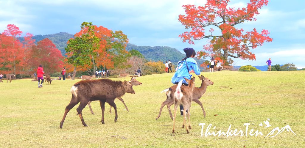 The Bowing Deer at Nara - Top 14 Things you need to know before you visit Nara Park!
