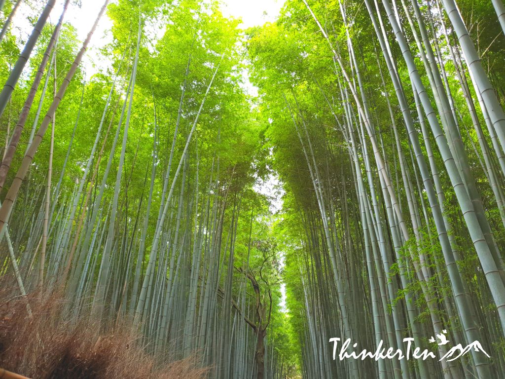 The Overrrated Arashimaya Bamboo Forest - "Crouching Tiger Hidden Dragon" Scene