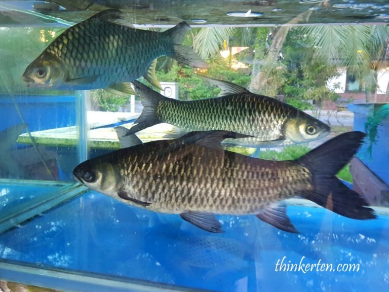 Singapore d'Kranji Farm Resort experience some tranquility of this